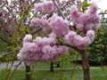 Cherry blossom Christchurch